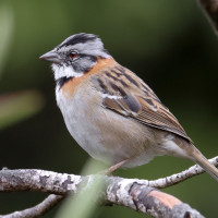 Rufous-collared Sparrow (Patagonian)